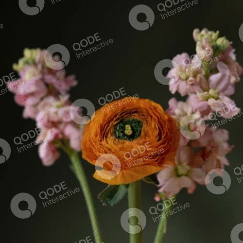 Close-up of vibrant orange and pink flowers against a dark background.